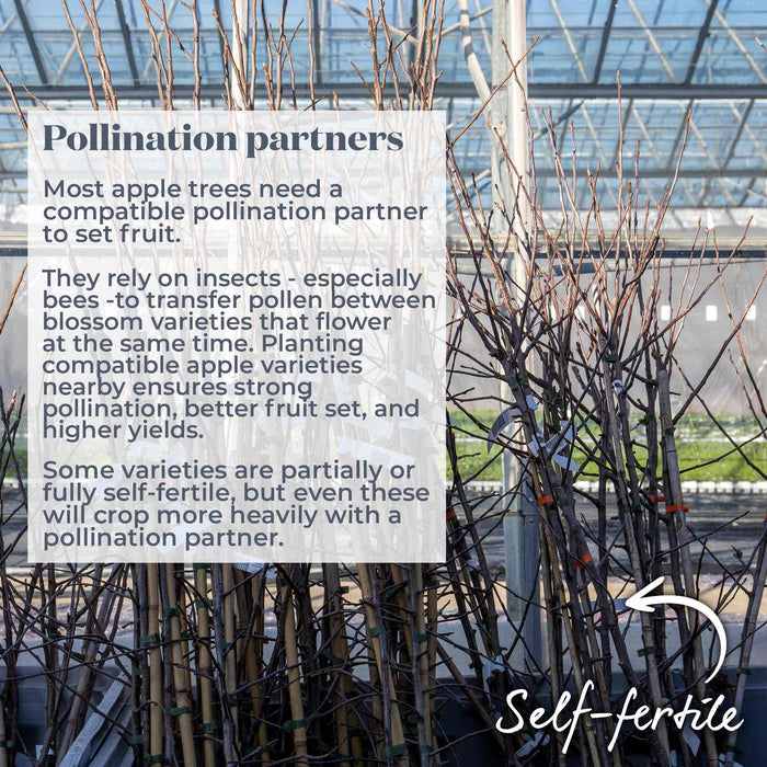 Text overlay on a background of bare trees with a focus on pollination partners for apple trees. Label shows these are a self-fertile variety.