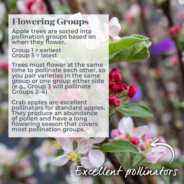 Crab apple trees in flower with text overlay about pollination groups and how crab apple trees are excellent pollinators.