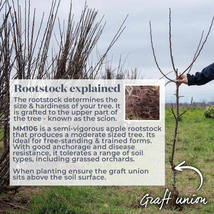 Tree planting scene with text explaining rootstock mm106 and graft union of bare root tree.