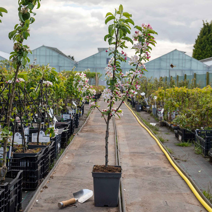 Crab Apple 'Golden Hornet'