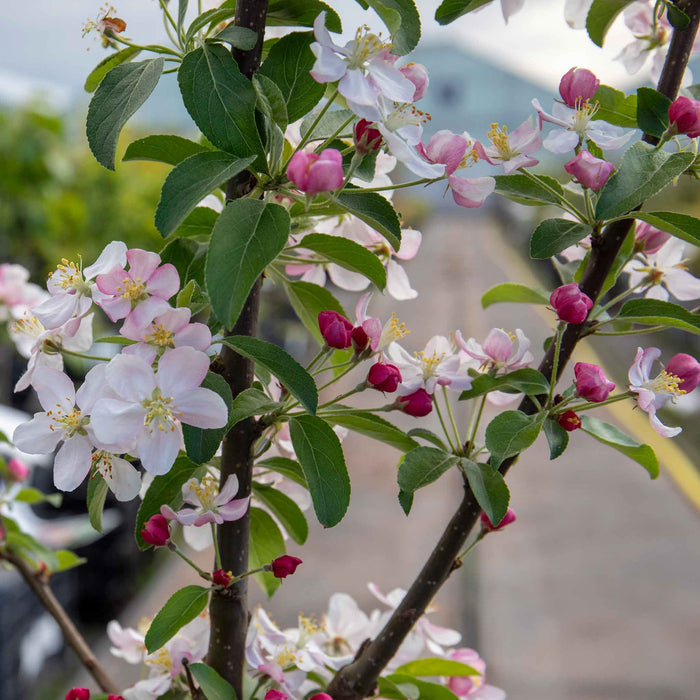 Crab Apple 'Golden Hornet'