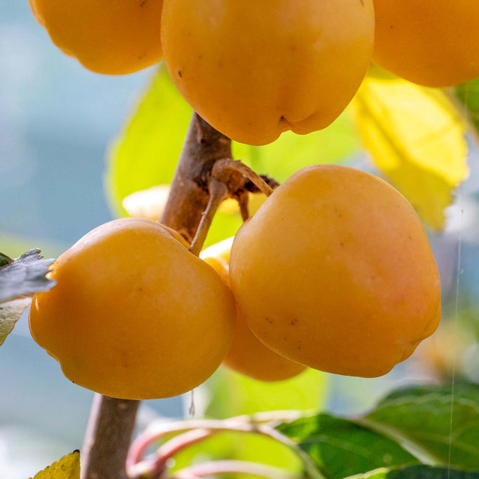 Crab Apple 'Golden Hornet'