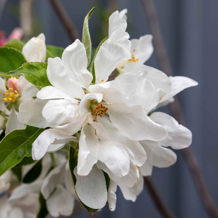 Crab Apple 'John Downie'