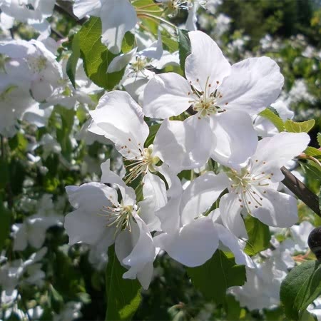 Crab Apple 'John Downie'