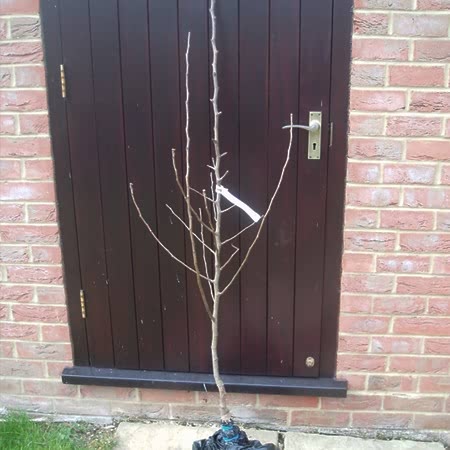 Crab Apple 'John Downie'