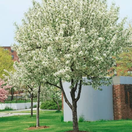 Crab Apple 'John Downie'