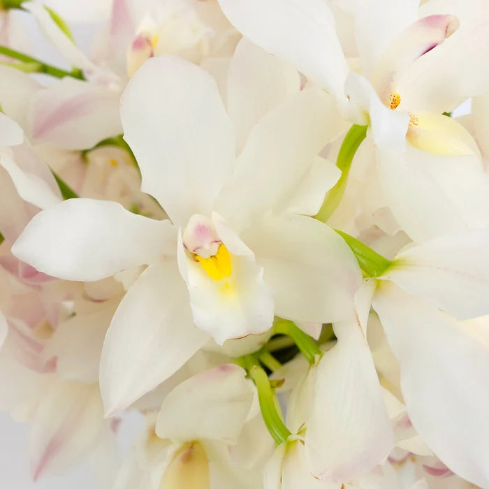 Creamy Blush Mini Cymbidium Orchids Close Up - Image