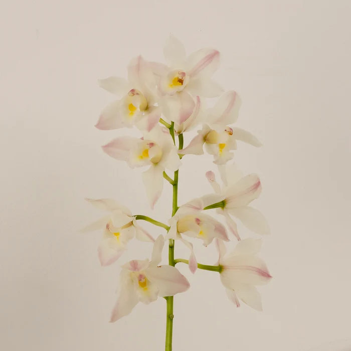 Creamy Blush Mini Cymbidium Orchids Stem - Image