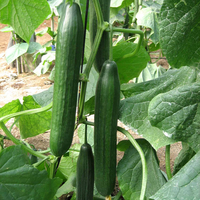 Cucumber 'Carmen'