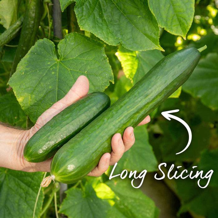 Cucumber 'Carmen'