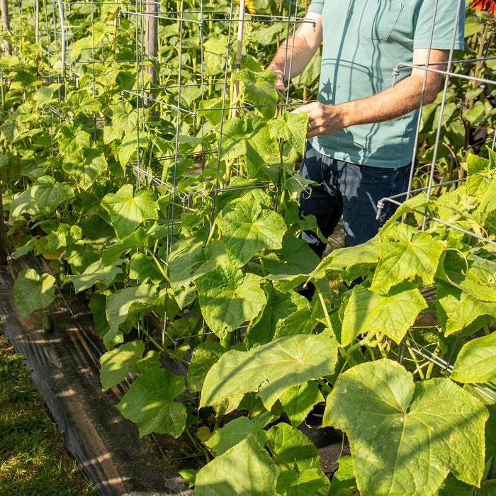 Cucumber 'Carmen'