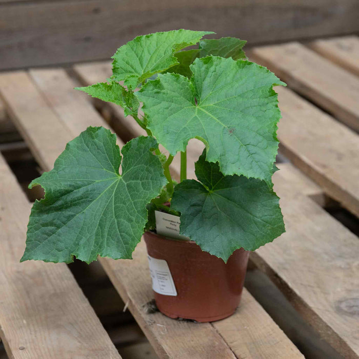 Cucumber 'Carmen'