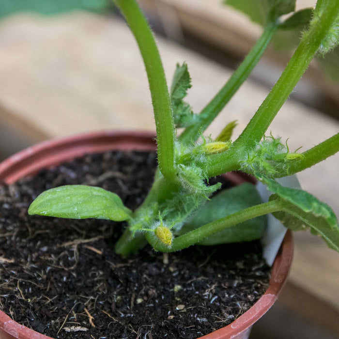 Cucumber 'Carmen'