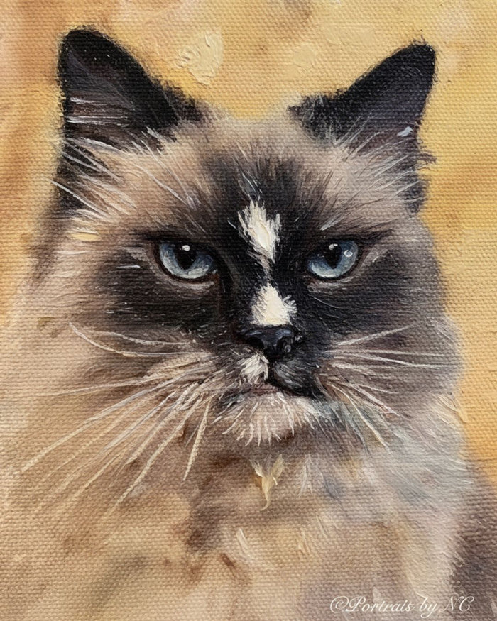 Artistic oil painting of a Birman cat with a textured background by Portraits by NC