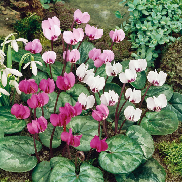 Cyclamen 'Coum' - 3 Bulbs