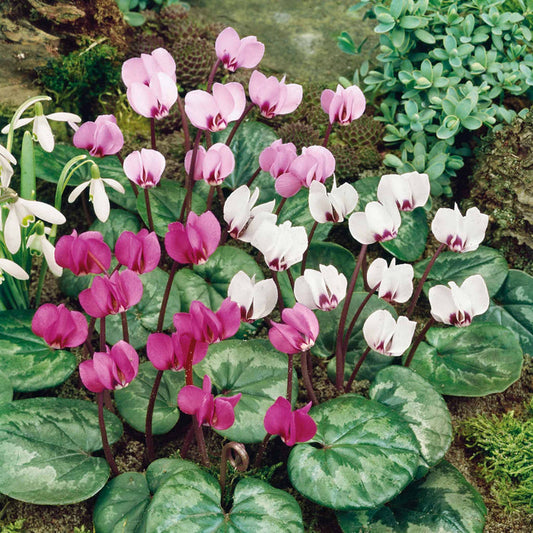 Cyclamen 'Coum' - 3 Bulbs