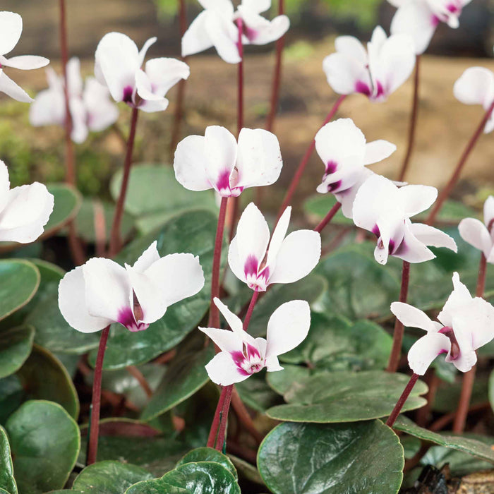 Cyclamen 'Coum' - 3 Bulbs