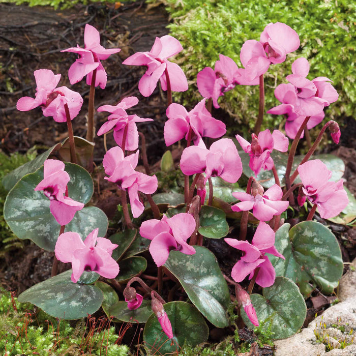 Cyclamen 'Coum' - 3 Bulbs