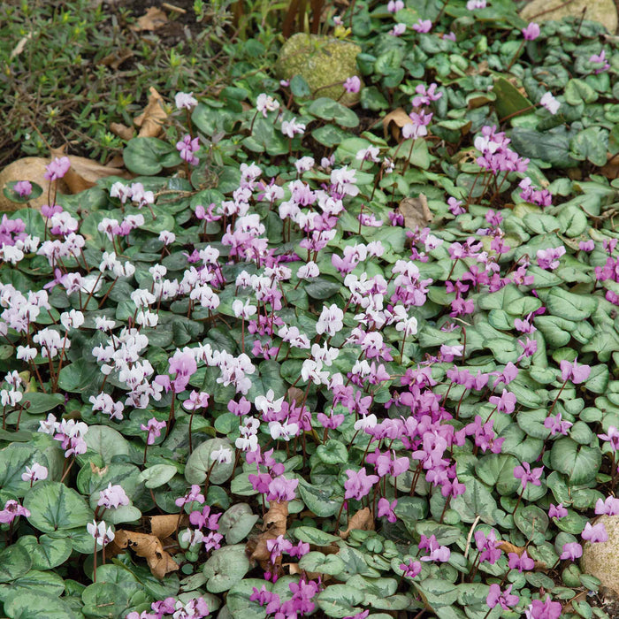 Cyclamen 'Coum' - 3 Bulbs