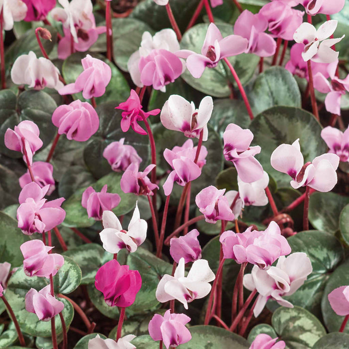 Cyclamen 'Coum' - 3 Bulbs