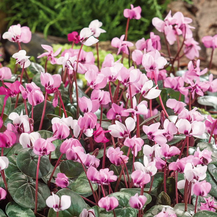 Cyclamen 'Coum' - 3 Bulbs