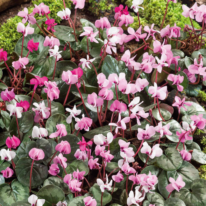 Cyclamen 'Coum' - 3 Bulbs