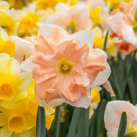 Daffodil 'Apricot Whirl'