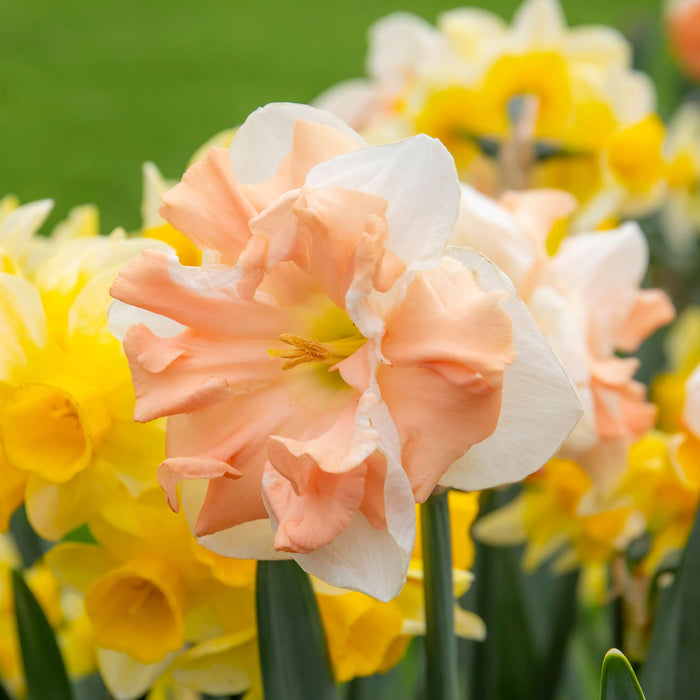 Daffodil 'Apricot Whirl'
