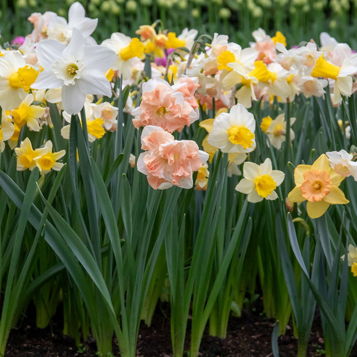 Daffodil 'Apricot Whirl'