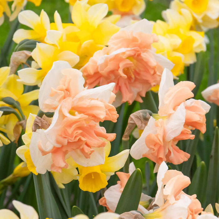 Daffodil 'Apricot Whirl'