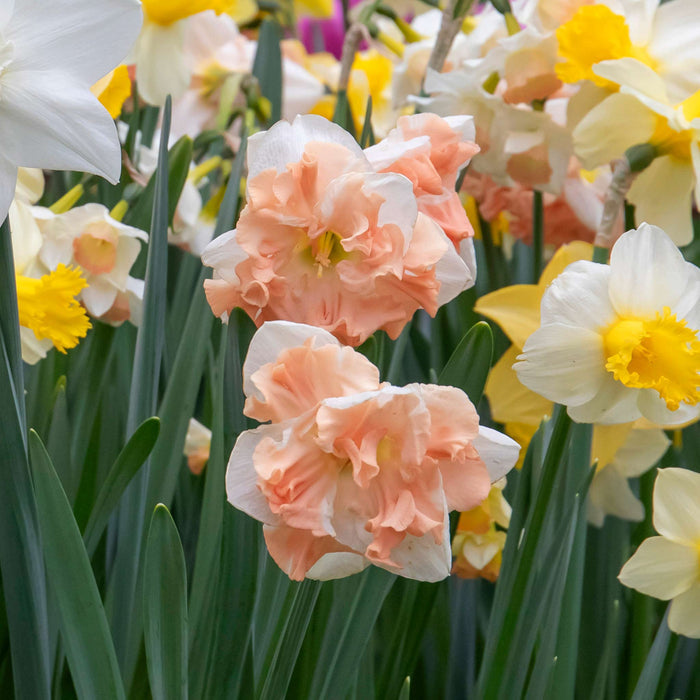 Daffodil 'Apricot Whirl'