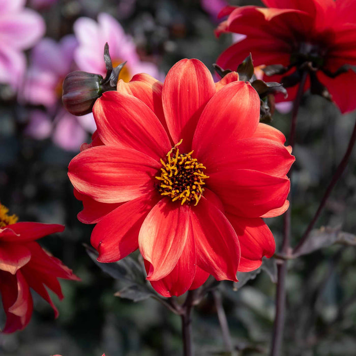 Dahlia 'Bishop of Llandaff'