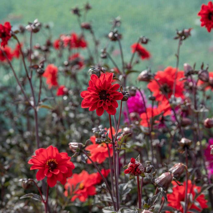 Dahlia 'Bishop of Llandaff'