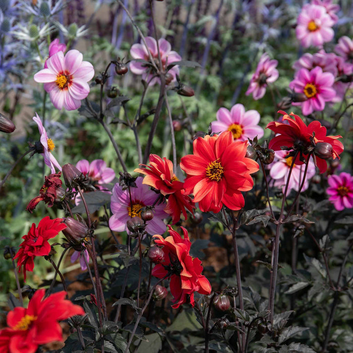 Dahlia 'Bishop of Llandaff'