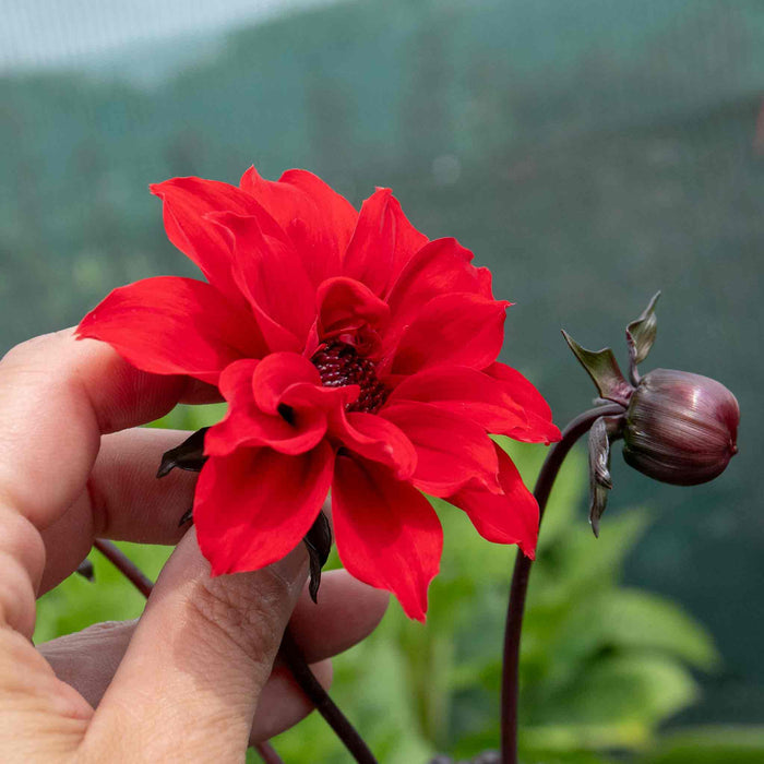Dahlia 'Bishop of Llandaff'