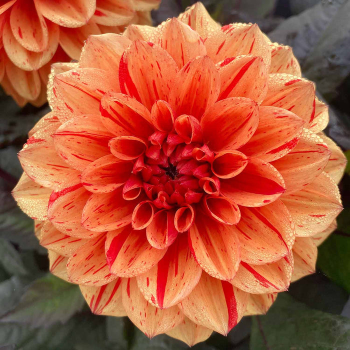 Dahlia 'Ellen Huston'