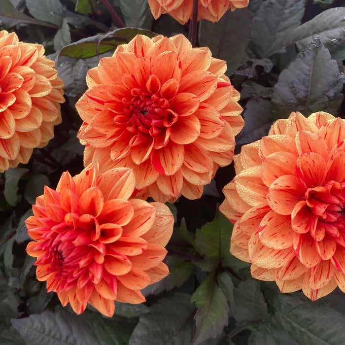 Dahlia 'Ellen Huston'