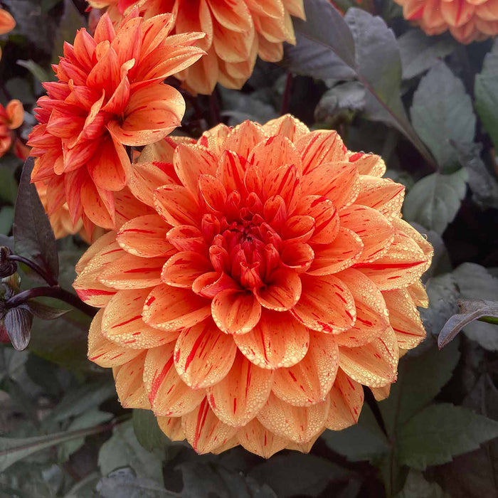 Dahlia 'Ellen Huston'