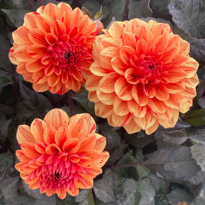 Dahlia 'Ellen Huston'