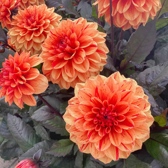Dahlia 'Ellen Huston'
