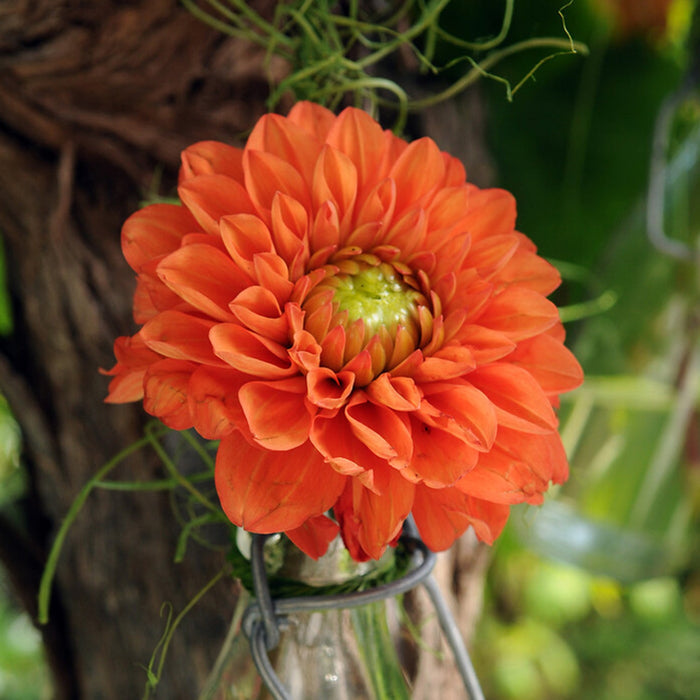 Dahlia 'Karma Red Corona'