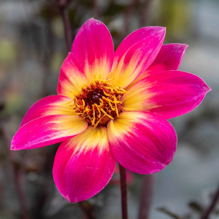 Dahlia 'Mystic Sparkler'