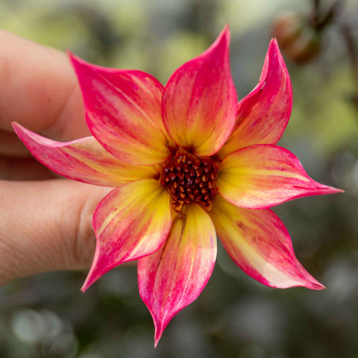 Dahlia 'Mystic Sparkler'