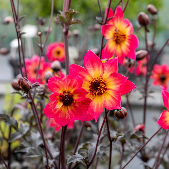 Dahlia 'Mystic Sparkler'