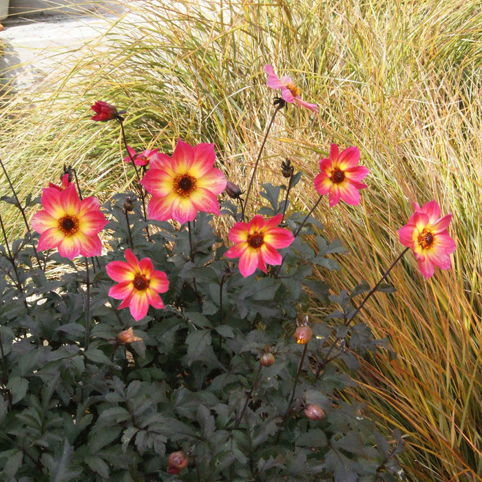 Dahlia 'Mystic Sparkler'
