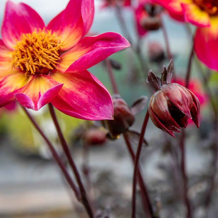 Dahlia 'Mystic Sparkler'