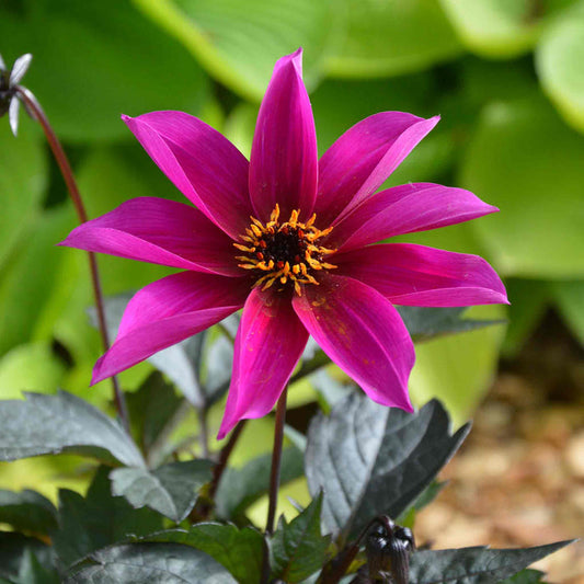 Dahlia 'Mystic Wizard'