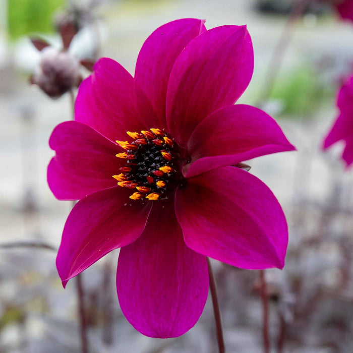 Dahlia 'Mystic Wizard'