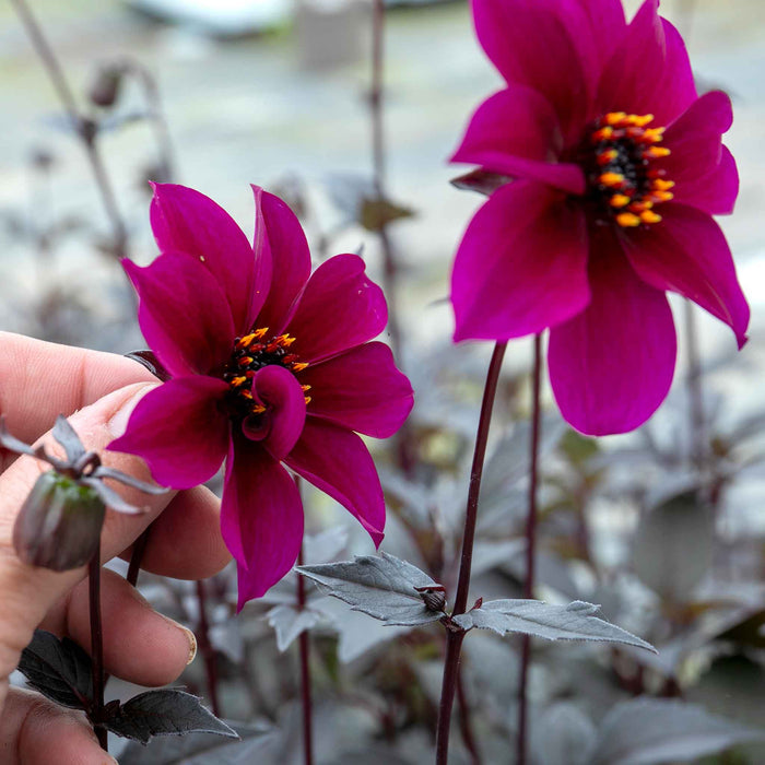 Dahlia 'Mystic Wizard'