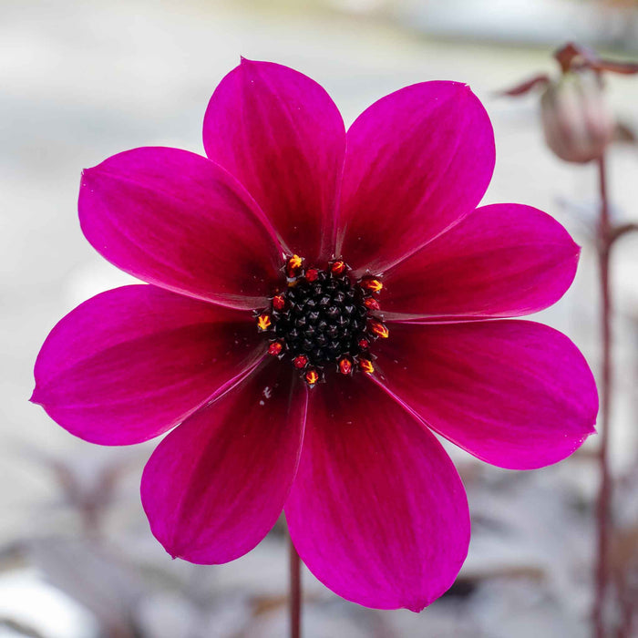 Dahlia 'Mystic Wizard'